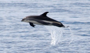 Atlantic white-sided dolphin